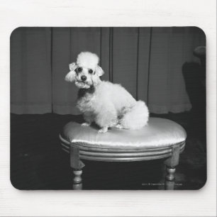 White poodle sitting on stool B&W Mouse Pad