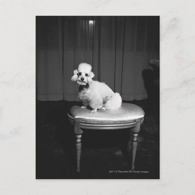 White poodle sitting on stool B&W Postcard (Front)