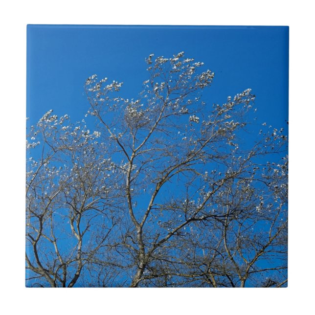 White Poplar Tree Ceramic Tile (Front)