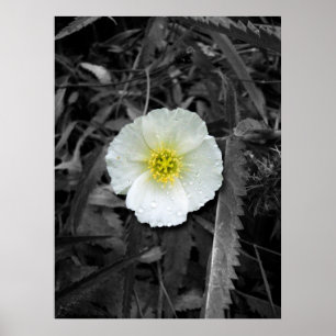 White Poppy After the Rain Poster