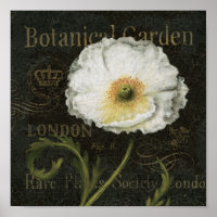 White Poppy Blossom