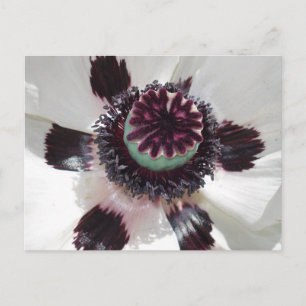 White poppy postcard