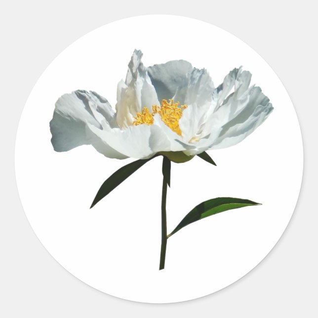 White Poppy Profile Classic Round Sticker (Front)