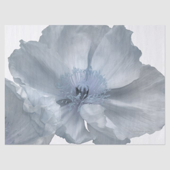 White Poppy Tissue Paper (Front)