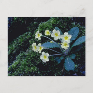 white Primrose flowers Postcard