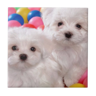 White Puppies In Coloured Balls Tile