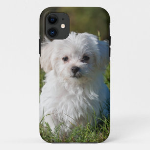 white puppy in the park Case-Mate iPhone case