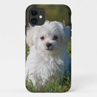 white puppy in the park Case-Mate iPhone case