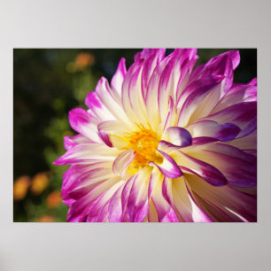 White Purple Dahlia Flower poster art prints
