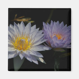White & Purple Lotus Waterlilies magnet