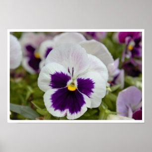 White Purple Pansy Photo Poster