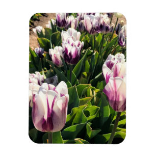 White & Purple Stripe Tulips Magnet
