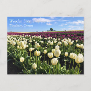 White & Purple Tulip Field with Hot Air Balloon Postcard