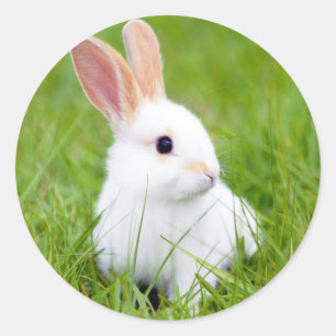 White Rabbit Classic Round Sticker