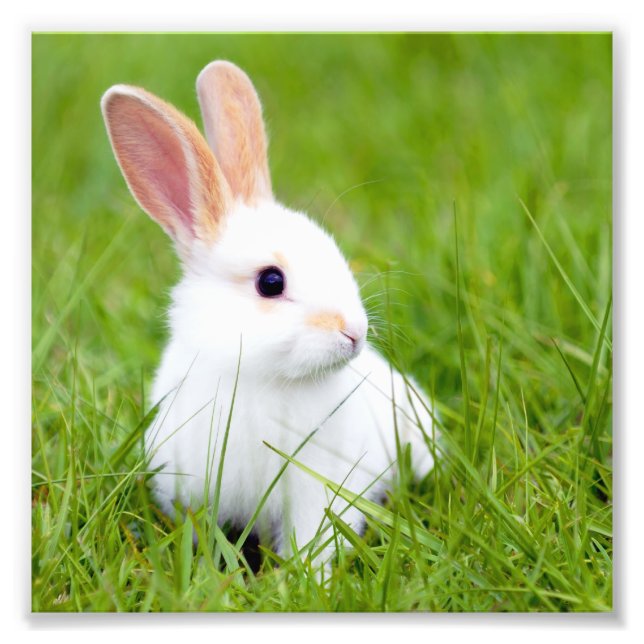White Rabbit Photo Print (Front)