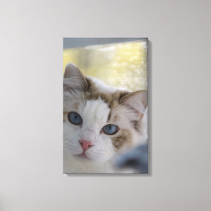 White Ragdoll Cat Wrapped Canvas