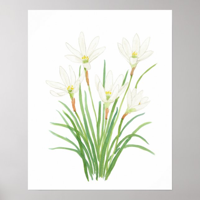 white rain lily watercolor flowers poster (Front)