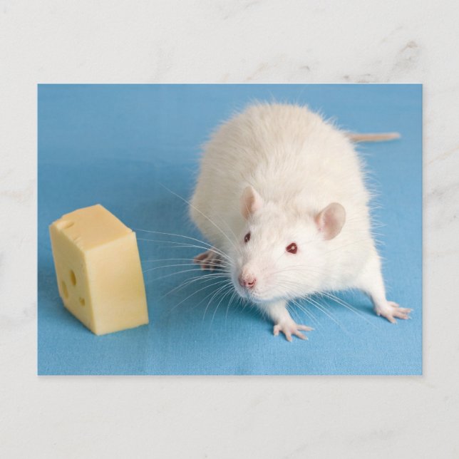White rat with cheese postcard (Front)