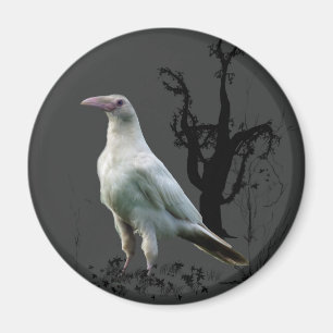 White Raven Magnets