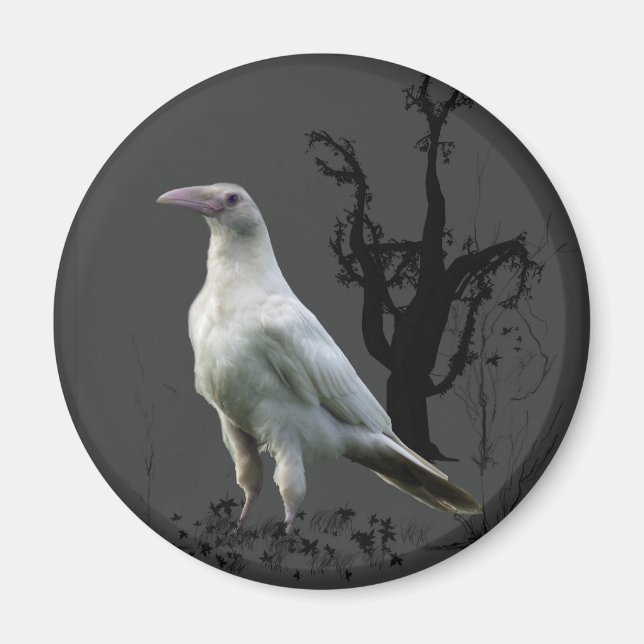 White Raven Magnets (Front)