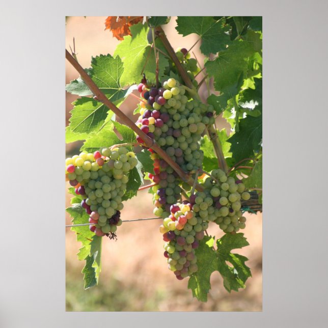 White & Red Grapes Poster (Front)