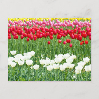 White, red & yellow tulips postcard