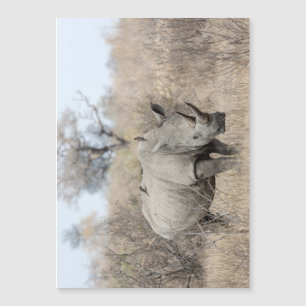 White Rhino
