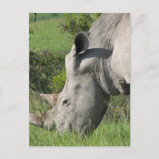 White Rhino Postcard