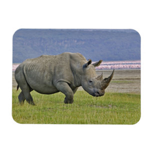 White Rhinoceros and distant Lesser Flamingos, Magnet