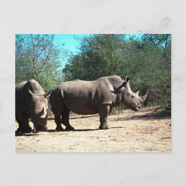 White Rhinos Postcard (Front)