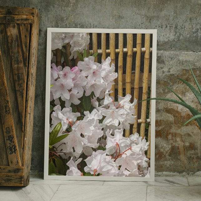 White Rhododendron Blooms and Bamboo Fence Floral Photo Print (In Situ (Framed))