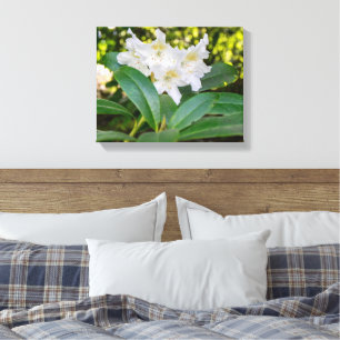 White Rhododendron Flowers, Allan Park, Norland Canvas Print