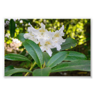 White Rhododendron Flowers, Allan Park, Norland Photo Print