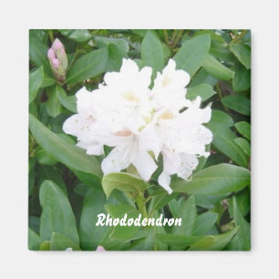 White Rhododendron magnet