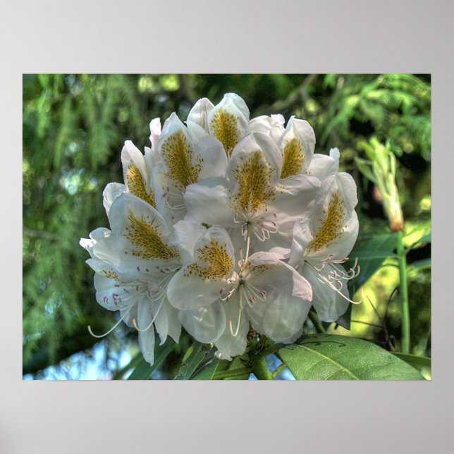 White Rhododendron Poster (Front)