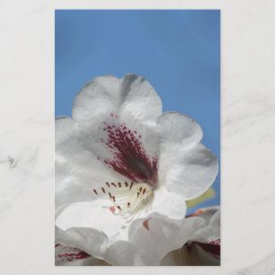 White Rhododendron with Burgundy