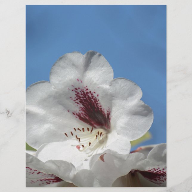 White Rhododendron with Burgundy (Front)