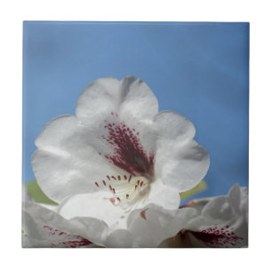 White Rhododendron with Burgundy Tile