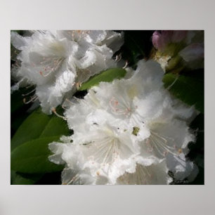 White Rhododendrons Soft Sketch Poster