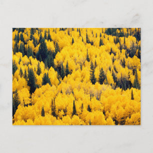 White River National Forest Aspen, Colorada Postcard