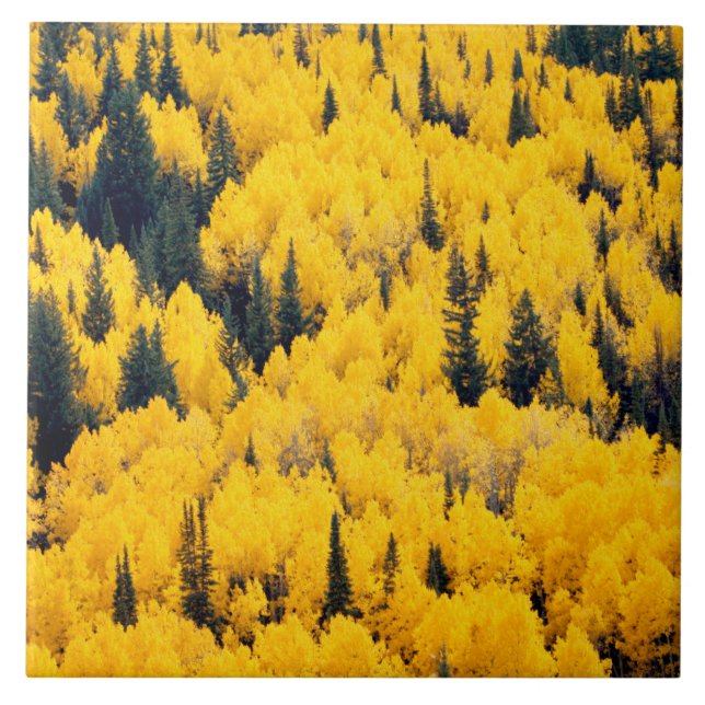 White River National Forest | Aspen, Colorada Tile (Front)
