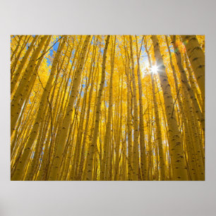 White River National Forest Poster