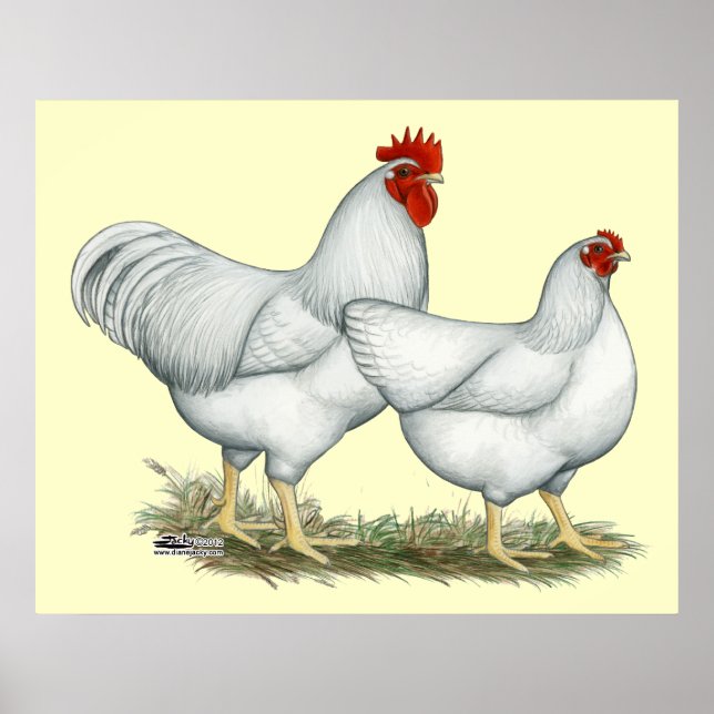 White Rock Chickens Poster (Front)