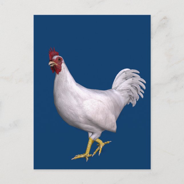 White Rooster Postcard (Front)