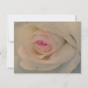 White Rose
