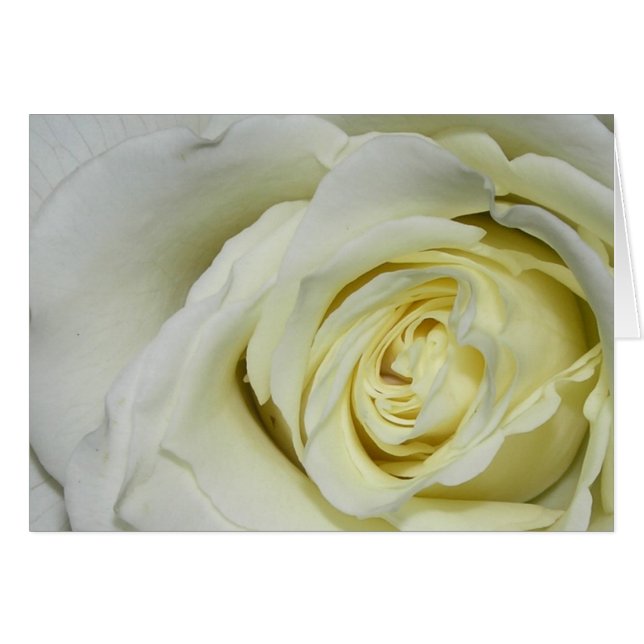 White Rose (Front Horizontal)