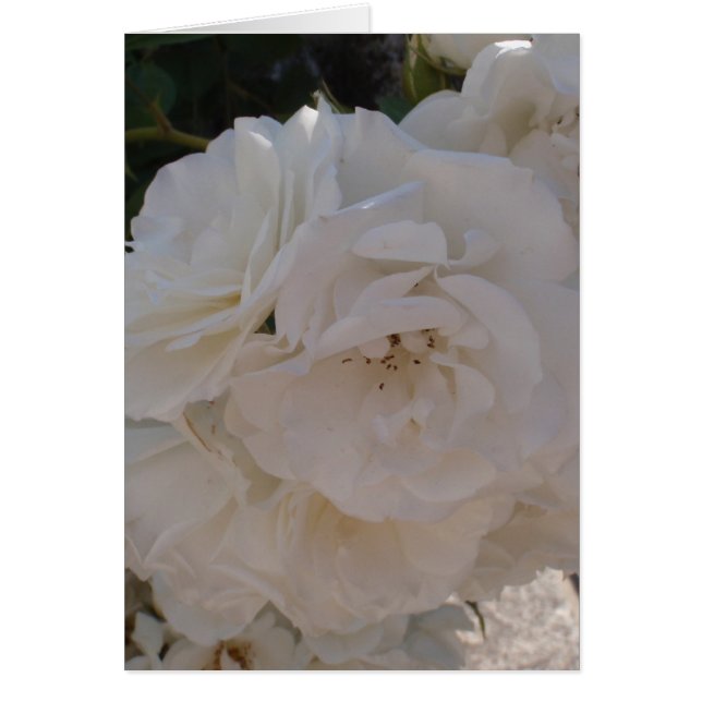 White Rose (Front)