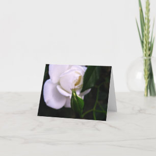 White Rose and Rose Bud Note Card