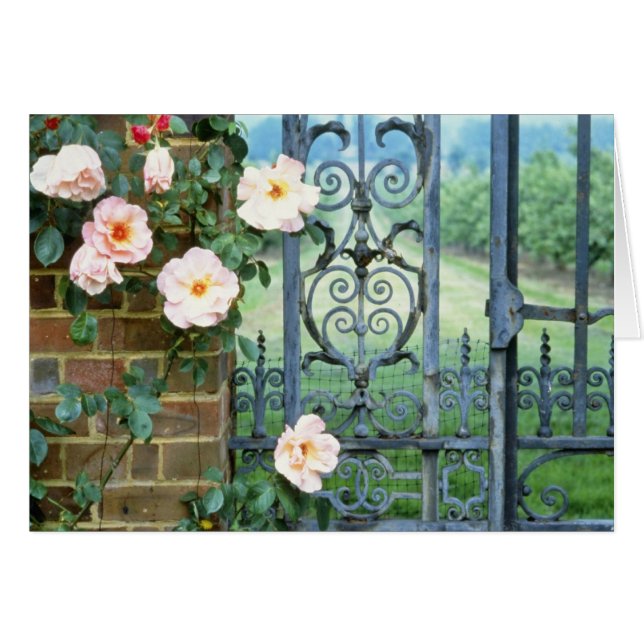 white Rose And Wrought Iron Gate flowers (Front Horizontal)