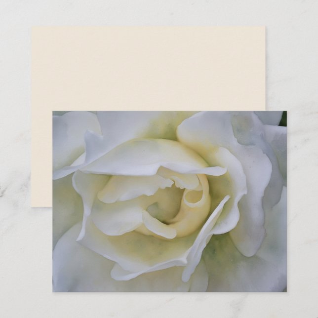 White Rose Art Flower Note Card Set (Front/Back)